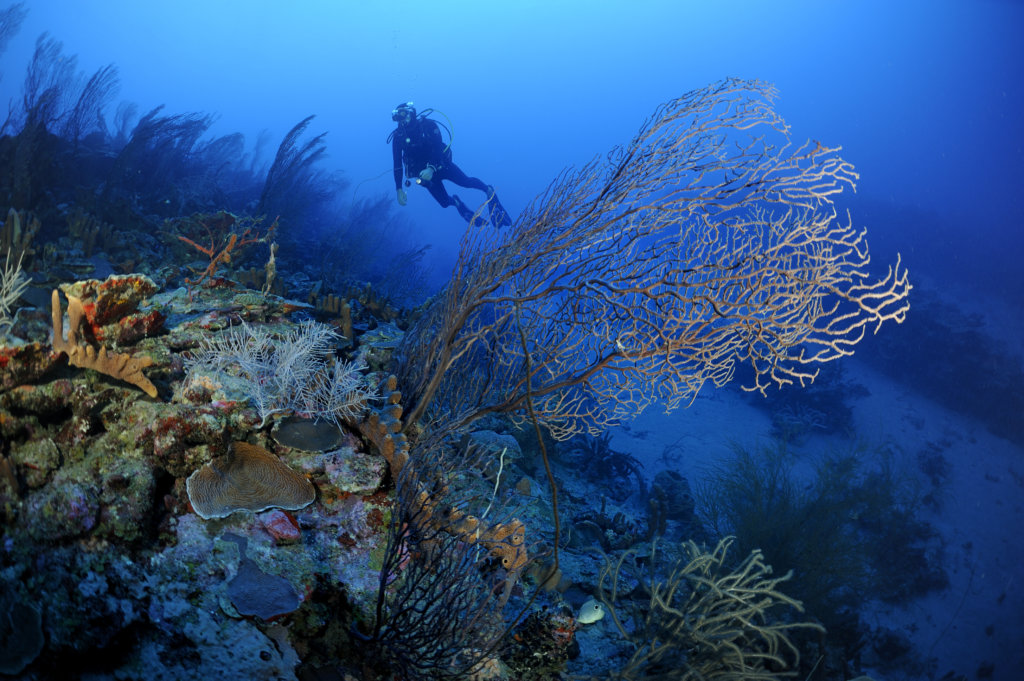 Onderwaterbiologie wereldwijd